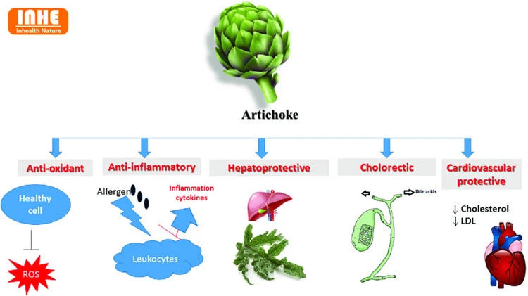 Potential Health Benefits of Artichoke Extract