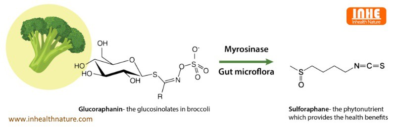 The Conversion of Glucoraphanin into Sulforaphane